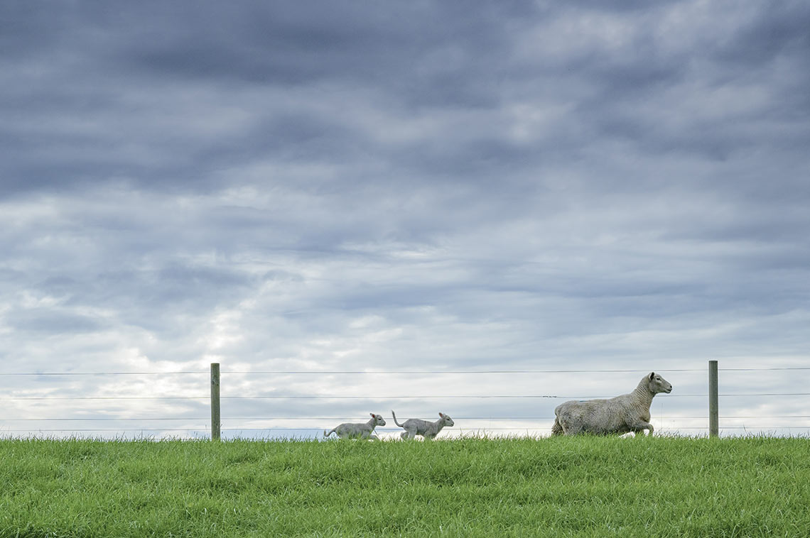 Article Image - Coastal Lamb